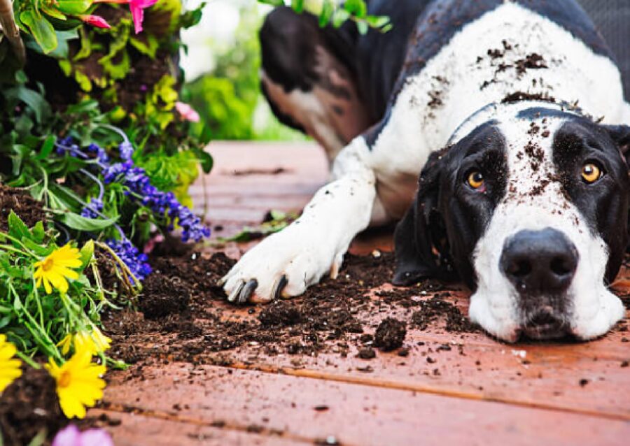 cane migliore amico del giardino