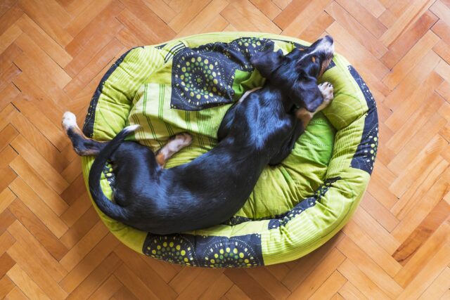 Come pulire la cuccia per cani bene e senza fare danni