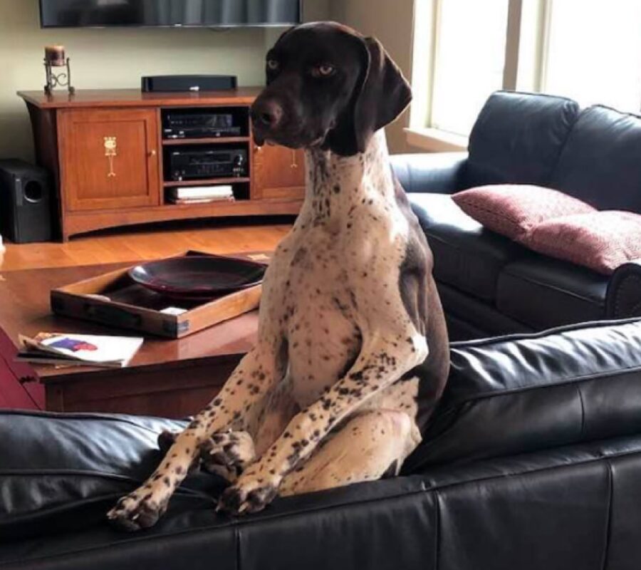 cane seduto sul divano in modo storto