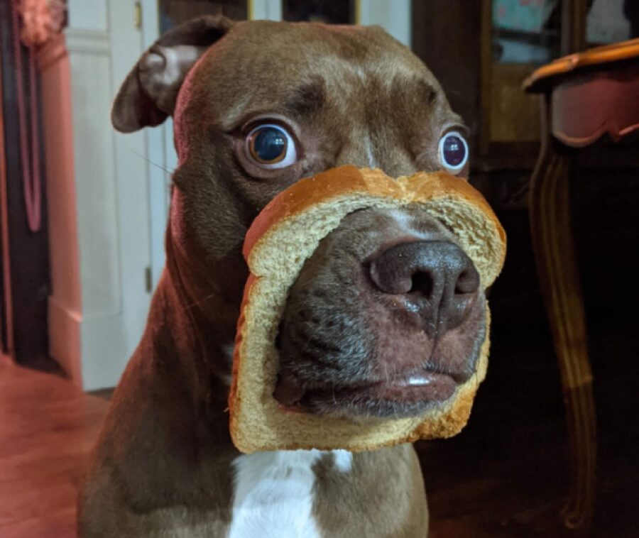 cane mangia pezzo di pane