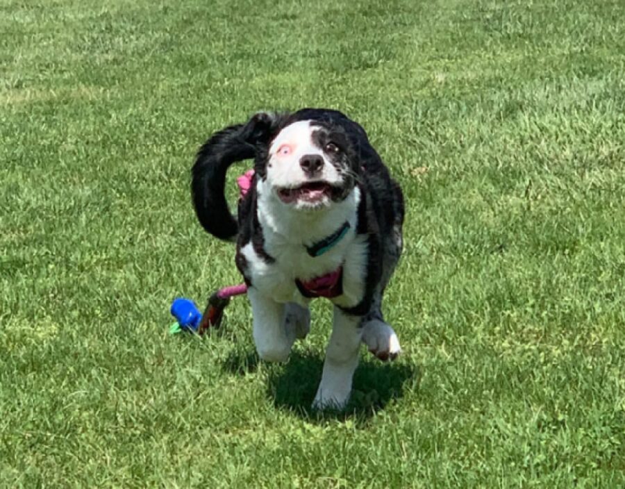 cagnolino corre da papà di ritorno