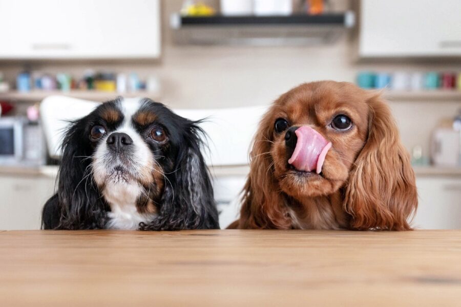 cani aspettano di mangiare