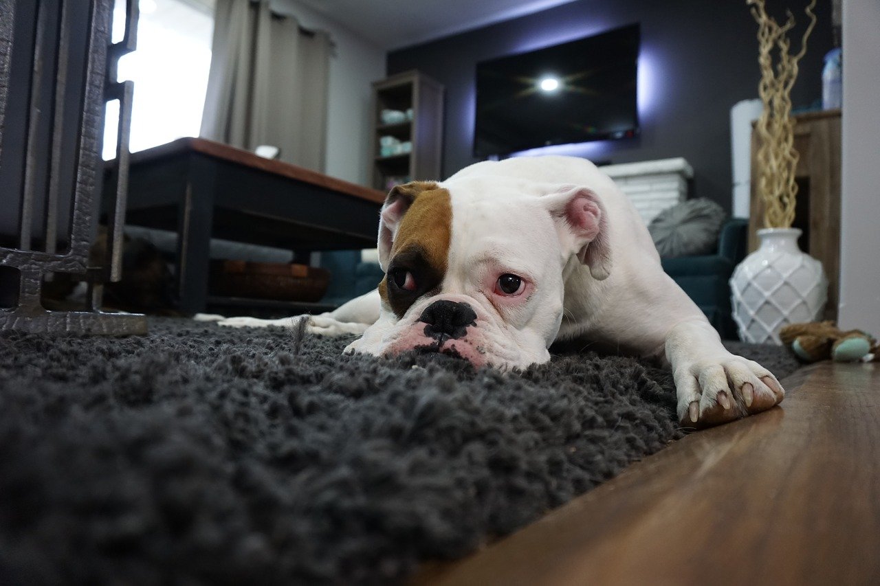 cane rilassato sul tappeto