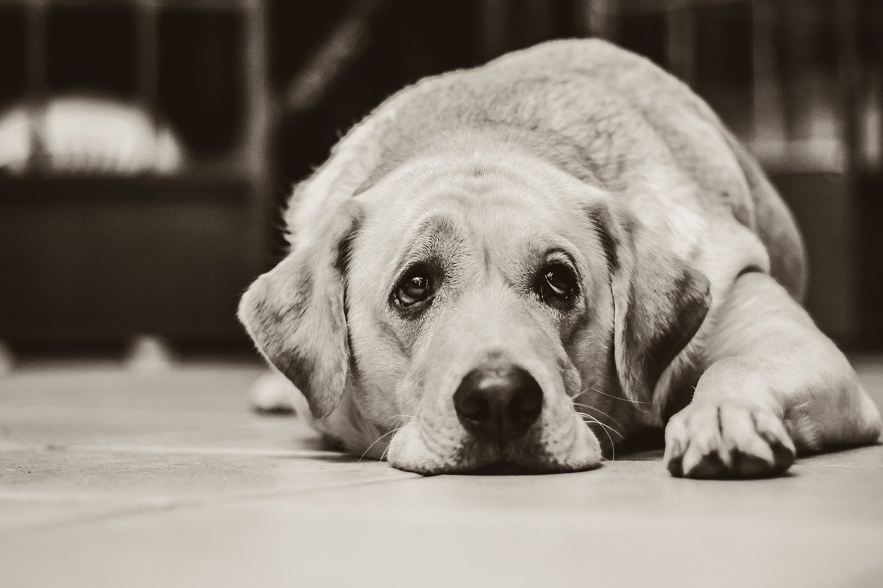 cagnolone con sguardo affranto