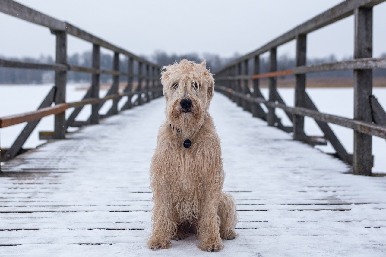 cane nella neve