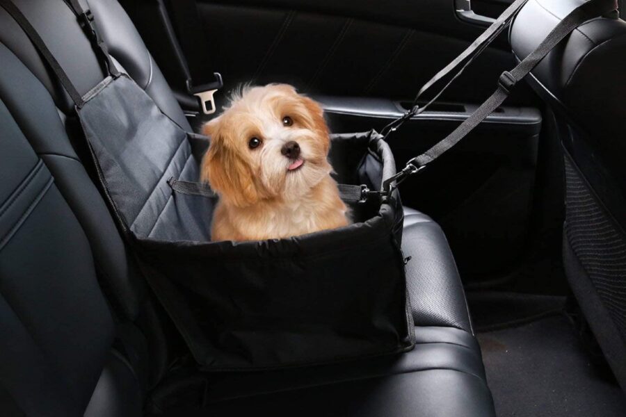 cane nel seggiolino auto