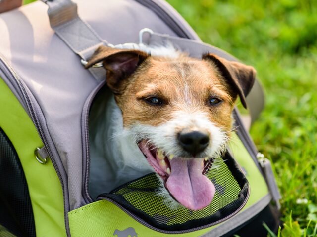 5 cose che ti servono per il cane in vacanza, senza cui non potrai vivere