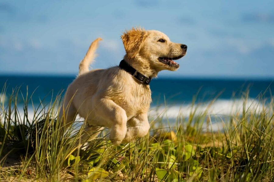 cagnolino su un prato vicino al mare