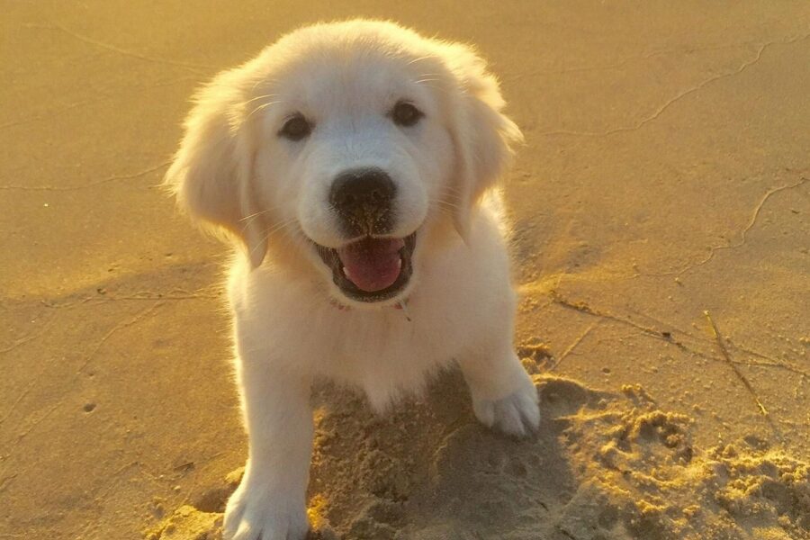 cagnolino bianco in spiaggia