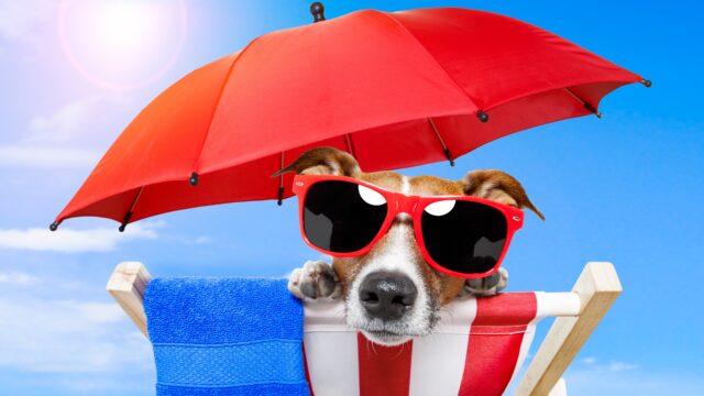 10 cose da evitare con il cucciolo di cane in vacanza