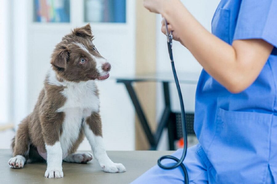 cagnolino dal veterinario