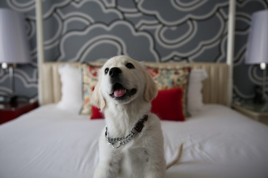 cagnolino in una stanza d'albergo