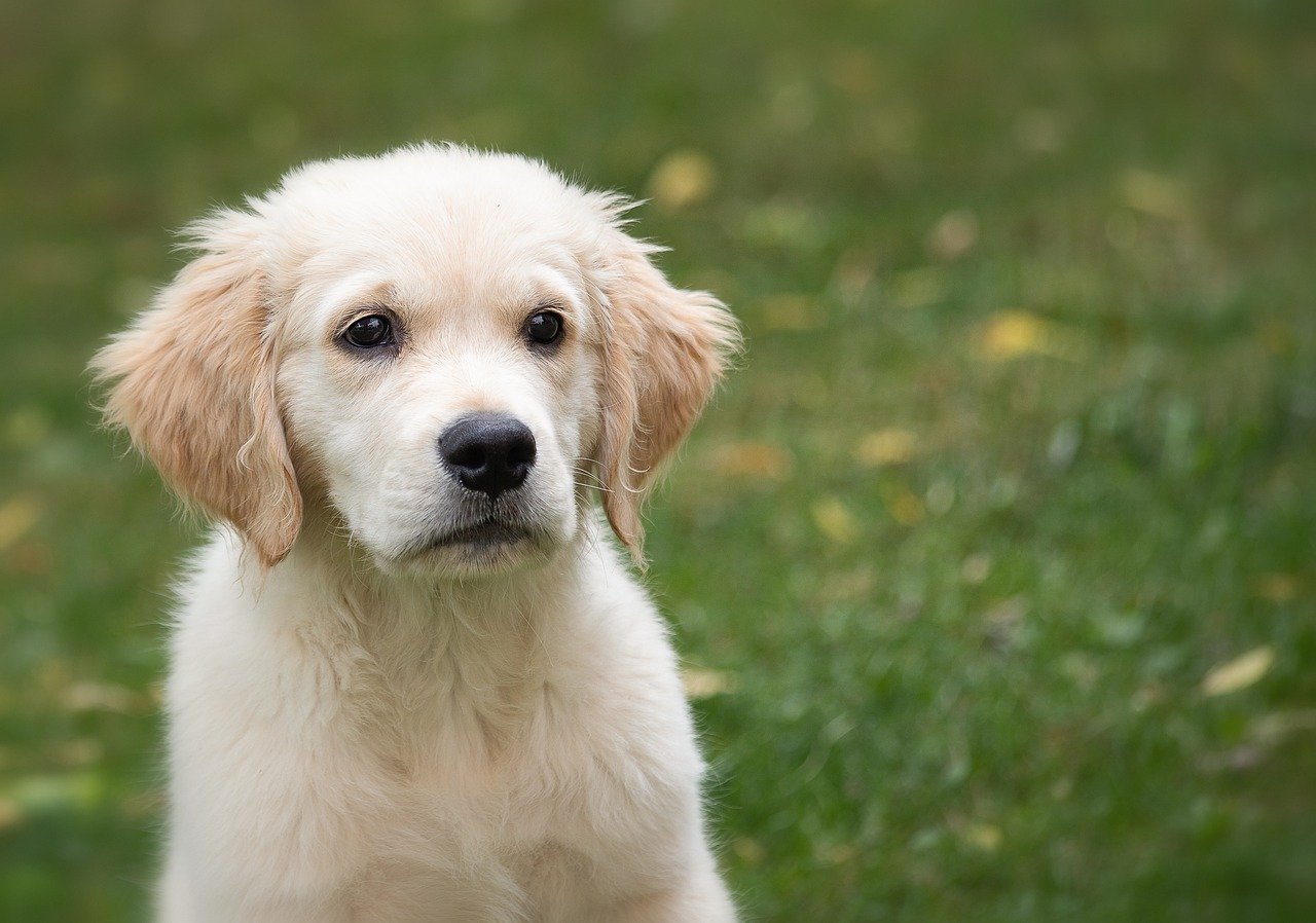 cane piccolo e bianco