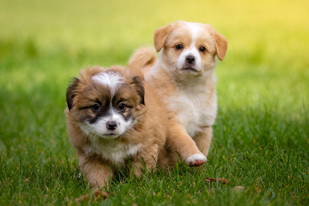 cagnolini in compagnia