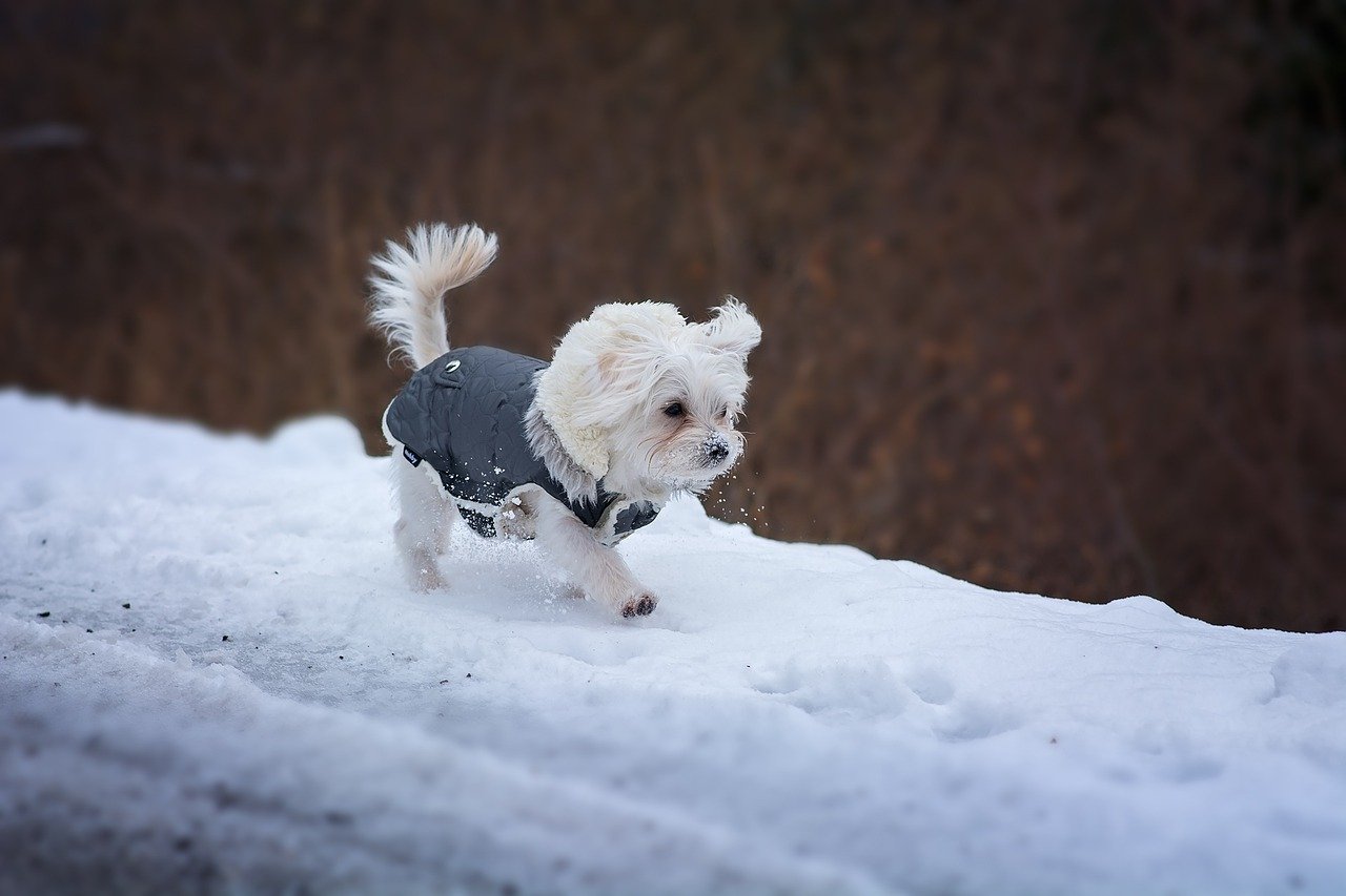 cucciolo di cane in mezzo alla neve