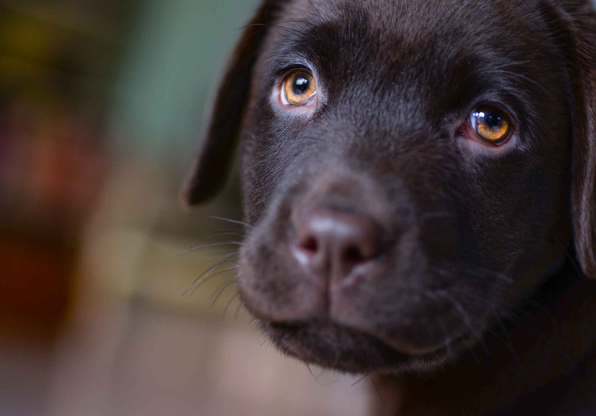 cane sguardo dolce