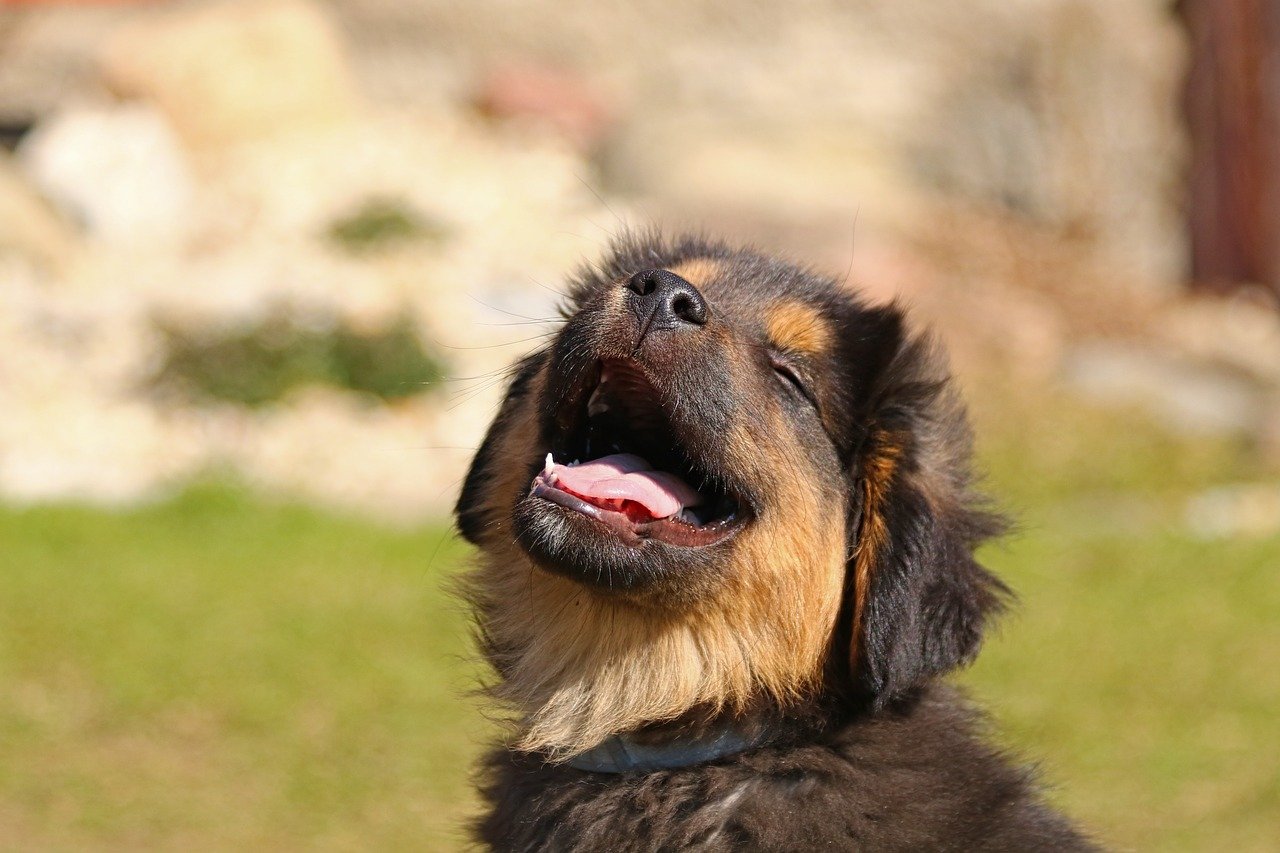 cagnolino bocca aperta