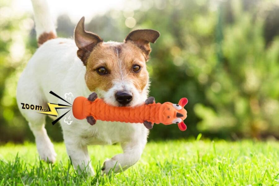 cane in giardino che gioca