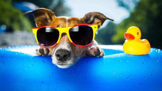 5 cose che devi avere se passerai l’estate insieme a un cane
