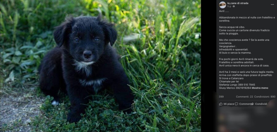 cagnolina nera