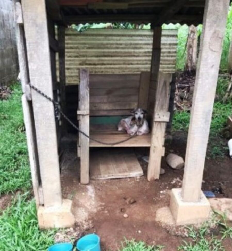 Sei cuccioli abbandonati alla catena dal padrone