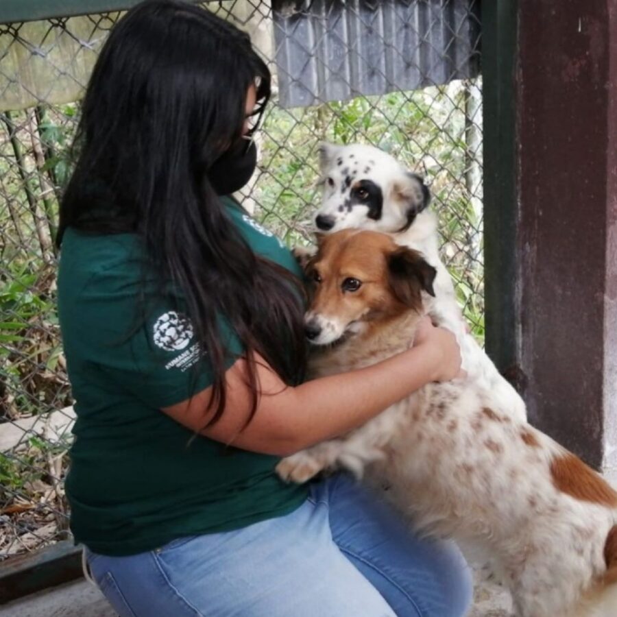 Sei cuccioli abbandonati alla catena dal padrone