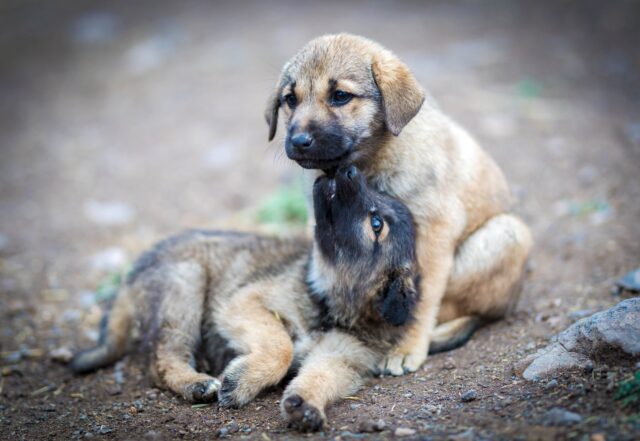 Salvati cuccioli di cane: erano stati abbandonati alla catena dai loro padroni