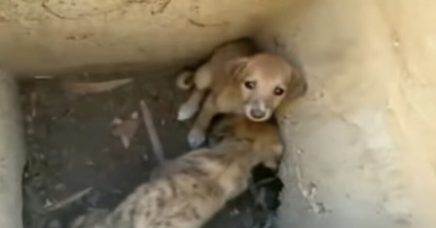 cuccioli abbandonati in un tombino