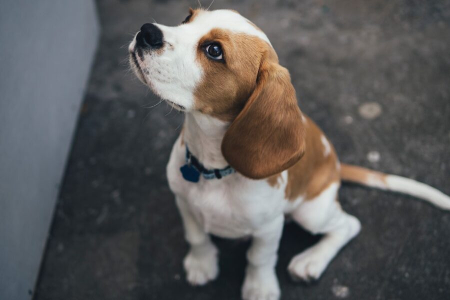 cagnolino seduto