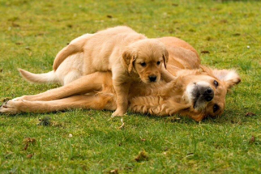 due cani giocano all'aperto