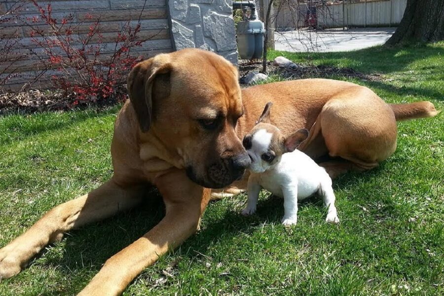 grosso cane annusa cagnolino