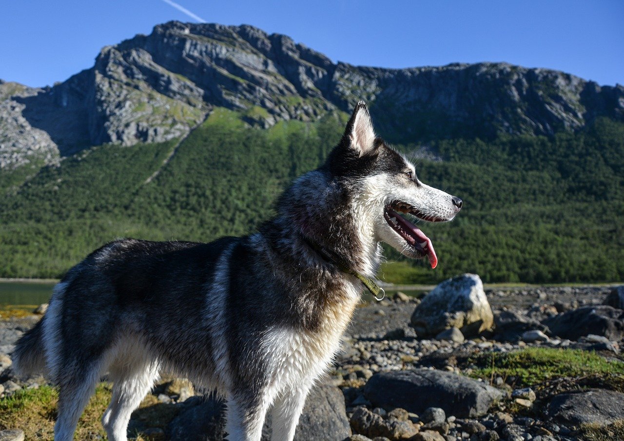 cagnolone fra le montagne