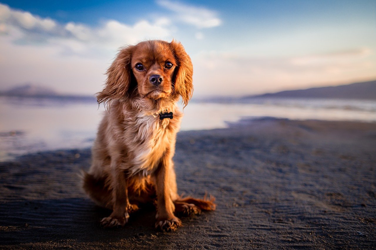 cane si rilassa in spiaggia