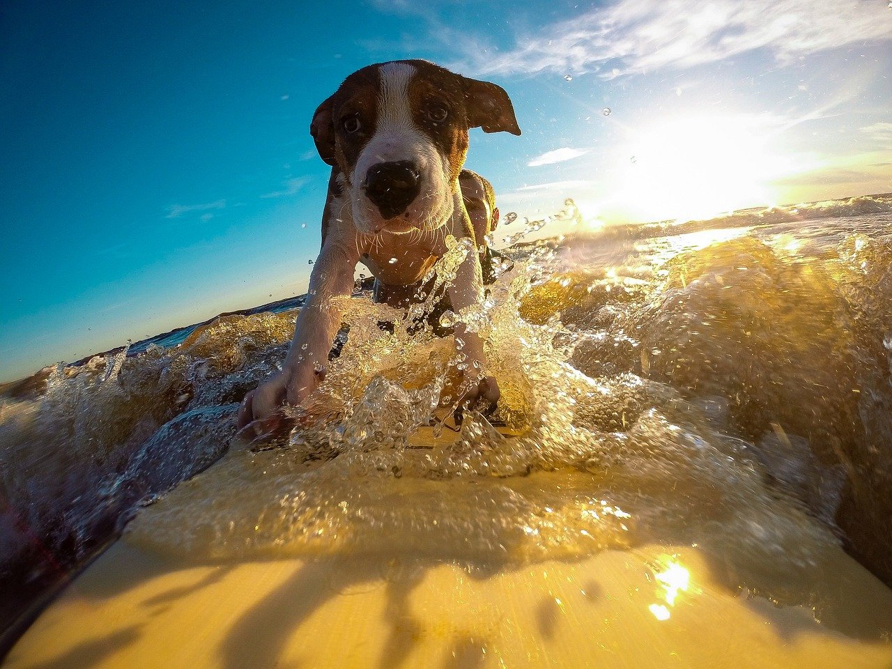 cagnolino nell'acqua