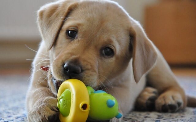 Perché il cucciolo di cane butta i giochi nella ciotola dell’acqua?