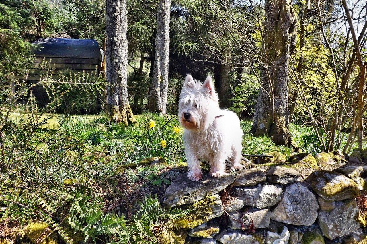 cane in mezzo al verde