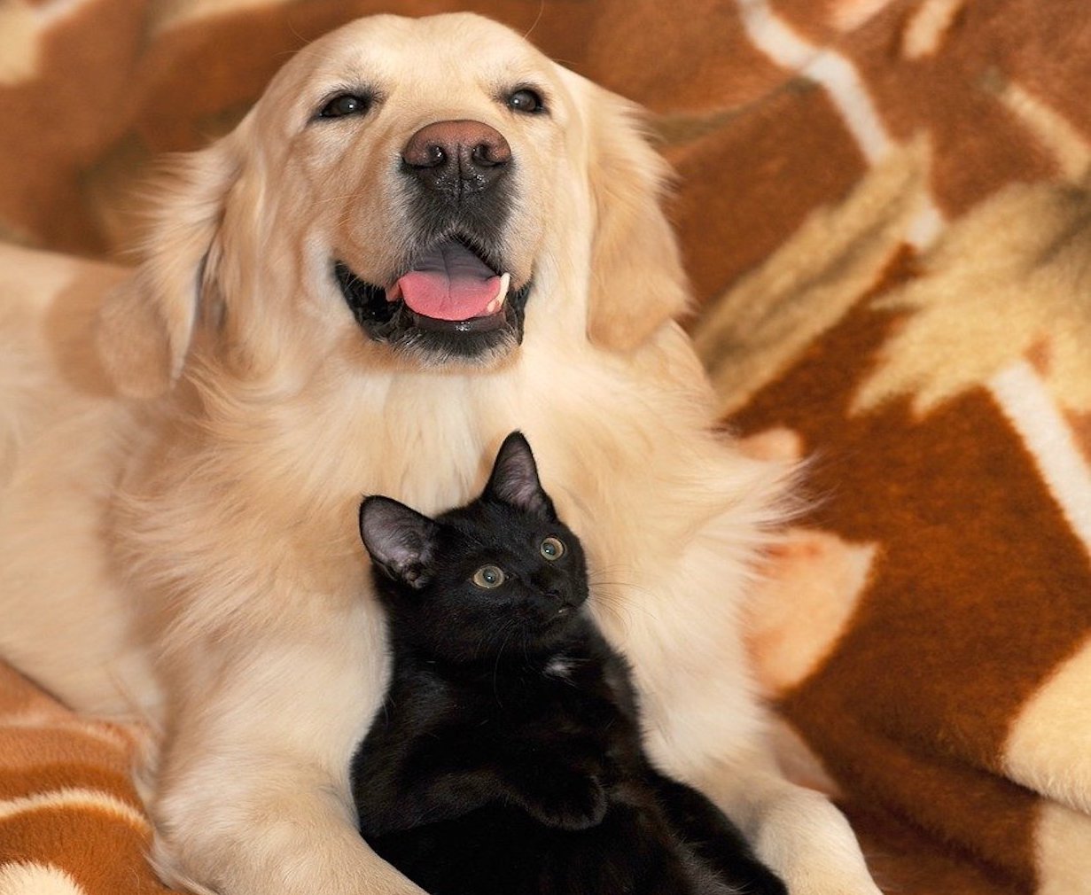 cane e gatto amici