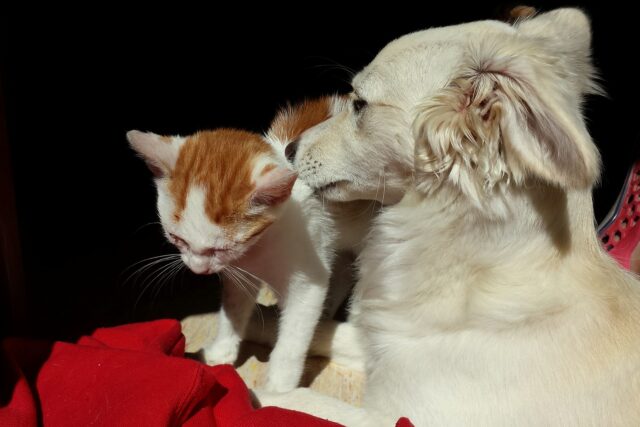 Come far smettere un cucciolo di cane che insegue i gatti?