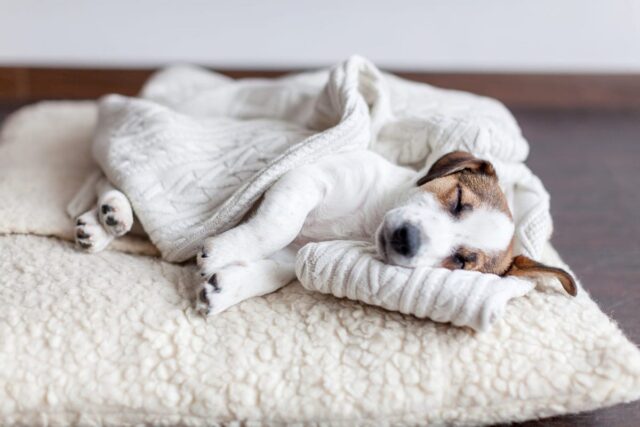 cucciolo di cane dorme su un cuscino bianco