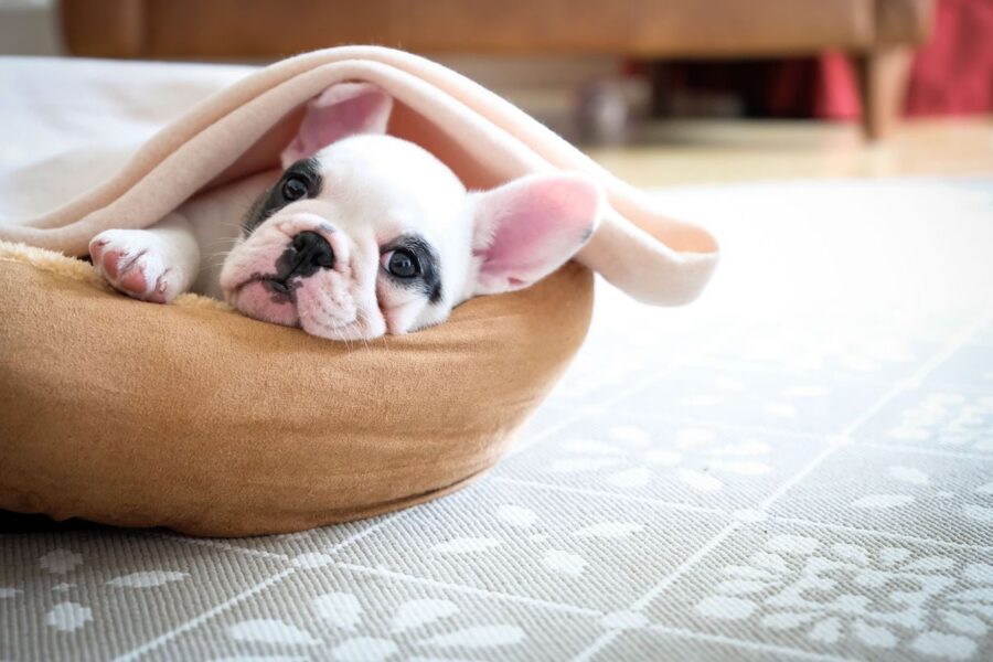 cucciolo di Bulldog Francese nella cuccia