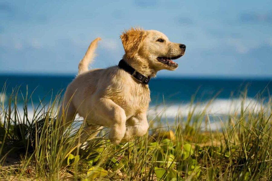 cucciolo di cane in vacanza dove mettere la cuccia 