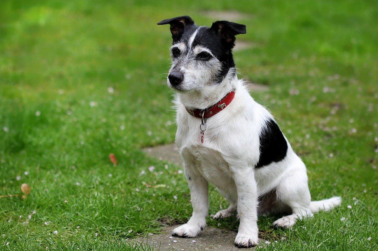 cane bianco e nero seduto sul prato