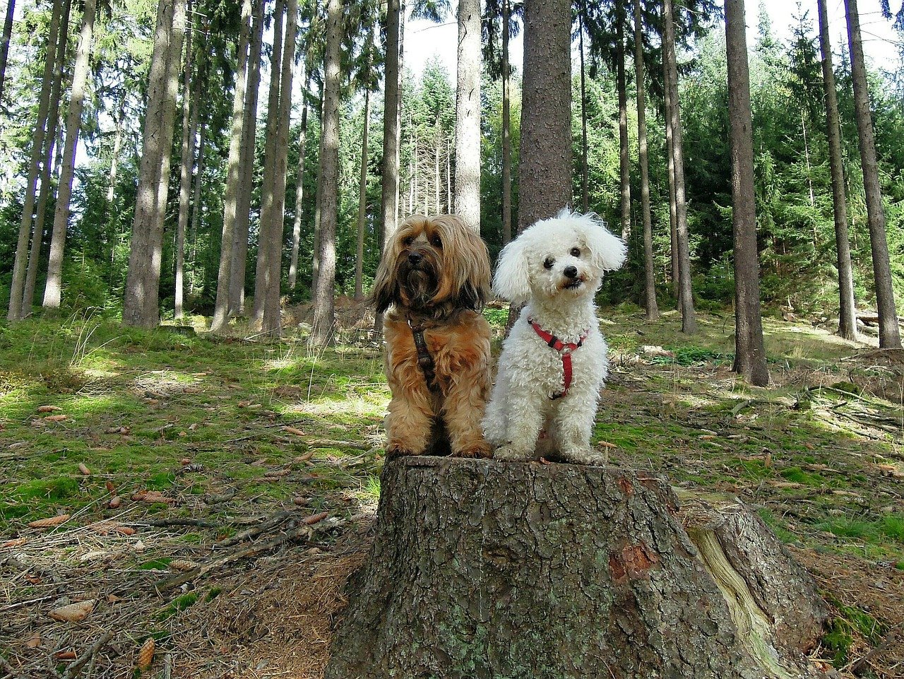 cagnolini dal pelo riccio