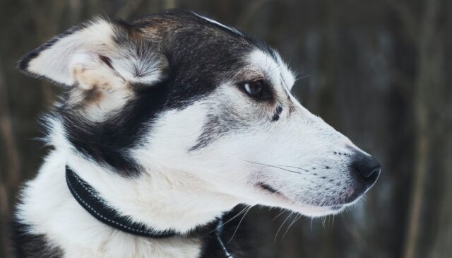 Il cucciolo di cane può avere paura della casa vacanze?