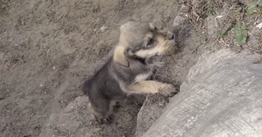 cucciolo cerca di arrampicarsi  su un dirupo
