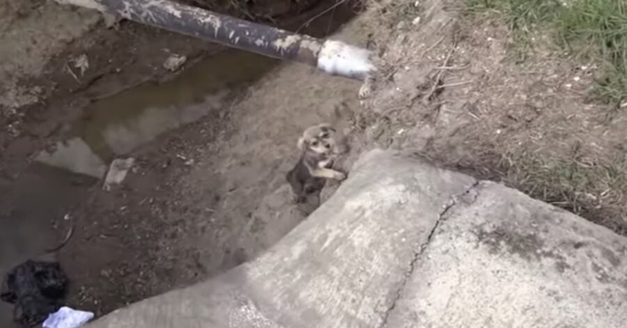 cucciolo in pericolo salvato da un uomo