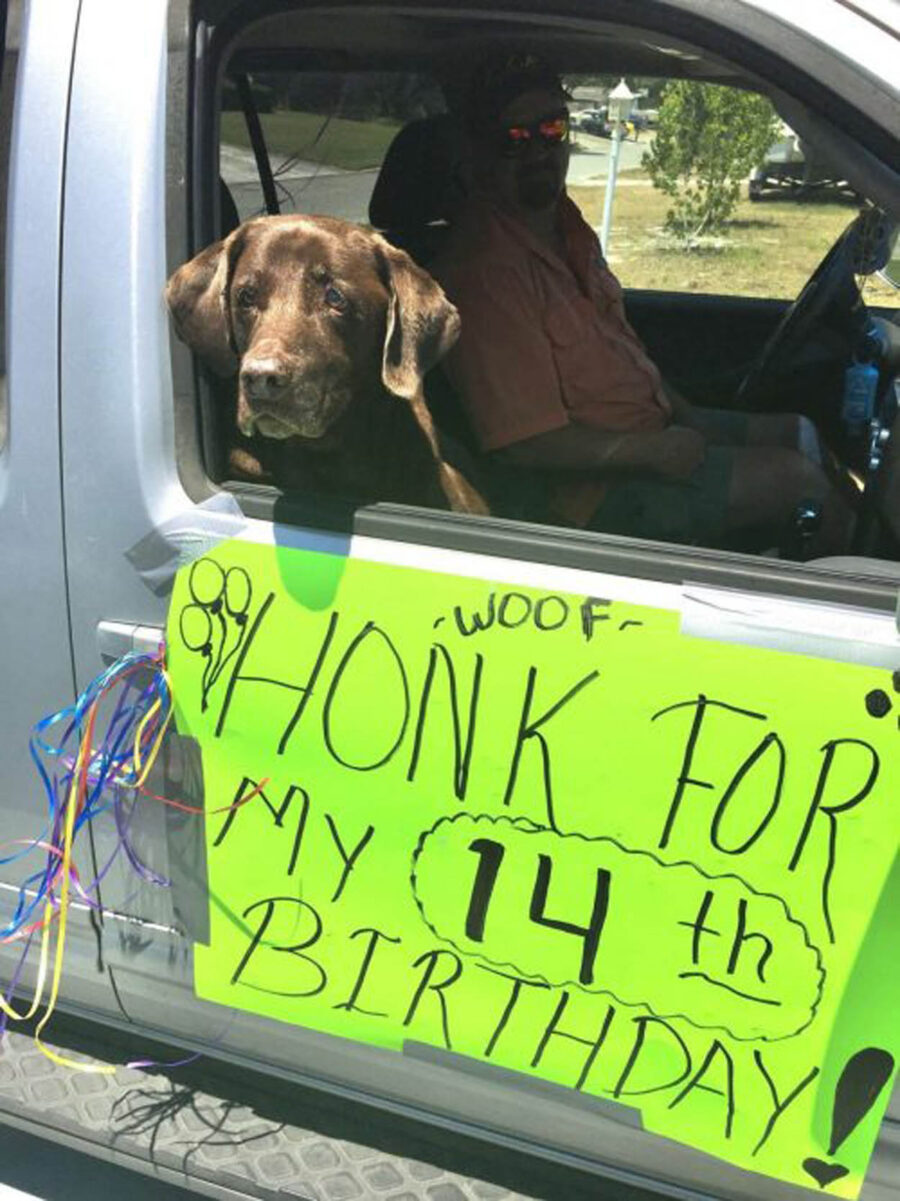 cane marrone festeggia 14° compleanno