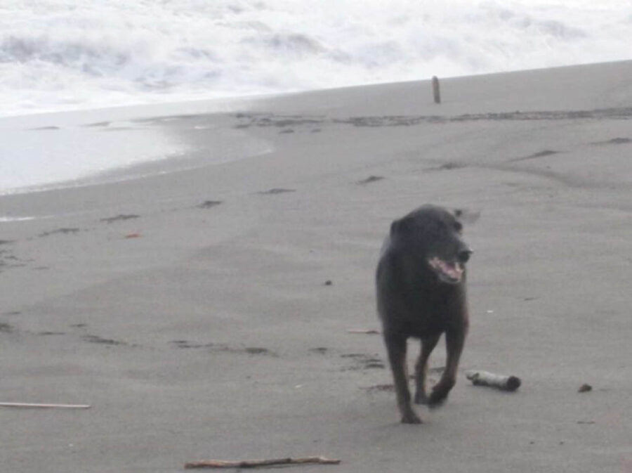 Cane sulla spiaggia