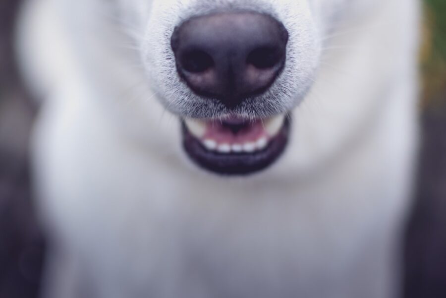 bocca del cane
