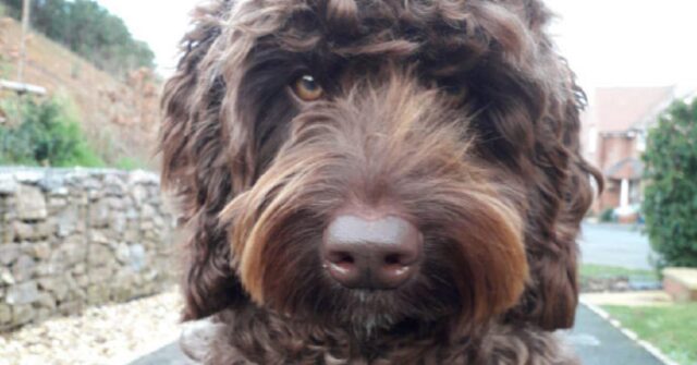 Digby, il cane eroe che ha salvato una donna dal suicidio